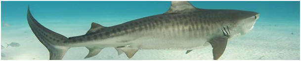  Sea Life   MSA Mix Service Agentur