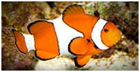  Sea Life   MSA Mix Service Agentur
