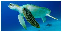  Sea Life   MSA Mix Service Agentur