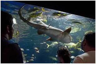 Sea-Life Aquarium      MSA Mix Service Agentur