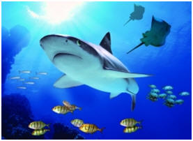 Sea-Life Aquarium      MSA Mix Service Agentur