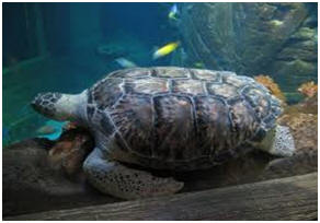 Sea-Life Aquarium      MSA Mix Service Agentur